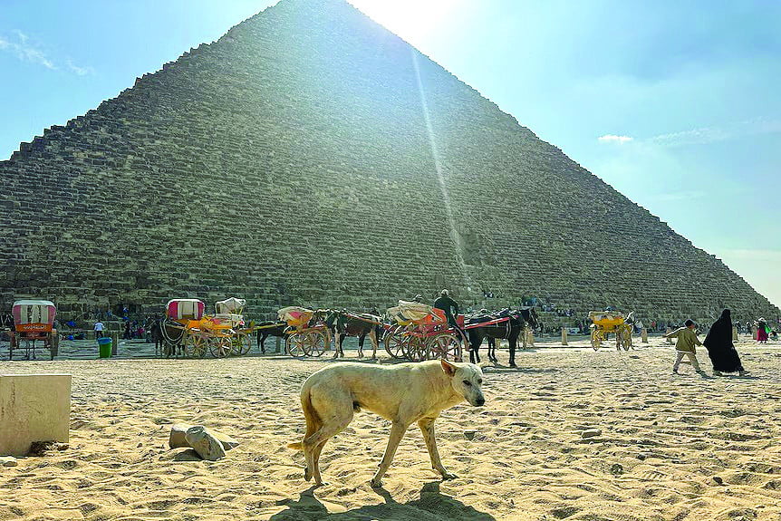 tourists have been eager to see canine climbers who have made the pyramids their home photo afp