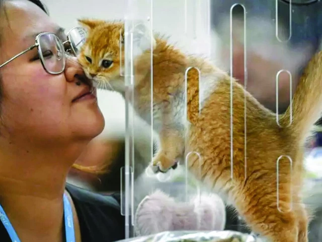 by 2030 china s pet population is set to be double that of its children photo file by 2030 china s pet population is set to be double that of its children photo file