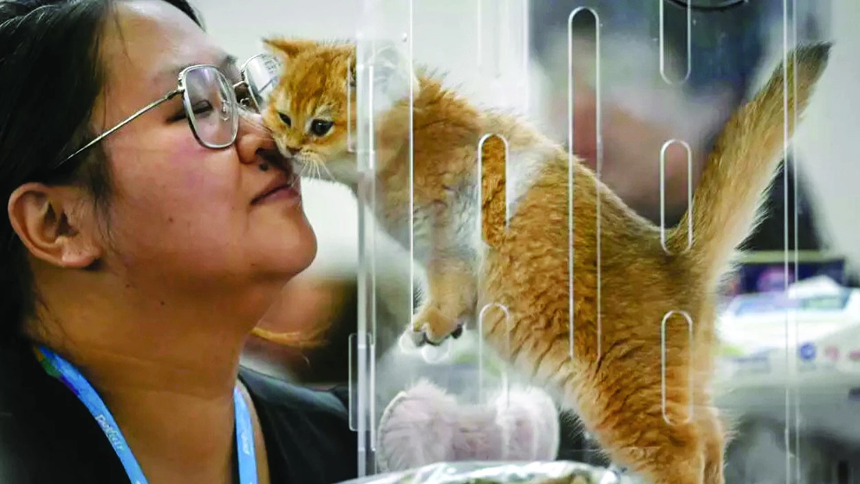 by 2030 china s pet population is set to be double that of its children photo file by 2030 china s pet population is set to be double that of its children photo file