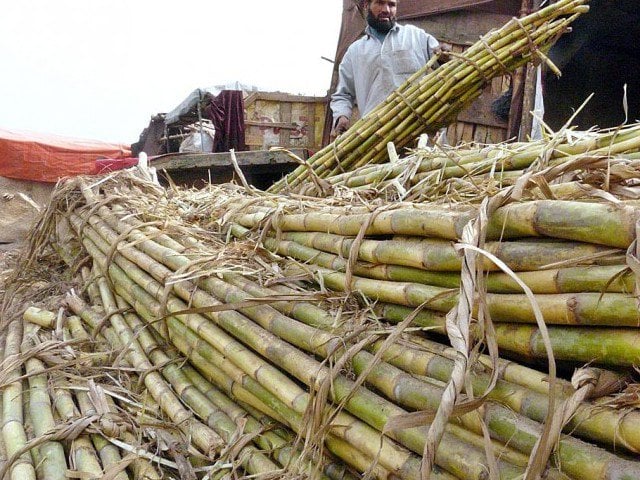 a sugarcane farmer photo file