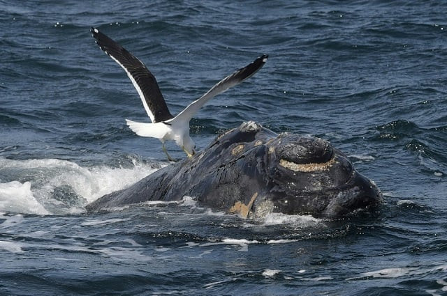 the south atlantic whale sanctuary failed to get backing from a two thirds majority of the international whale commission meeting in florianopolis brazil photo afp file the south atlantic whale sanctuary failed to get backing from a two thirds majority of the international whale commission meeting in florianopolis brazil photo afp file