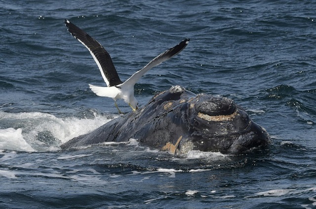 the south atlantic whale sanctuary failed to get backing from a two thirds majority of the international whale commission meeting in florianopolis brazil photo afp file