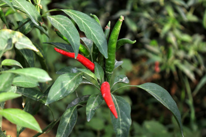 100 acres of pilot chilli project under pak china alliance completed 100 acres of pilot chilli project under pak china alliance completed