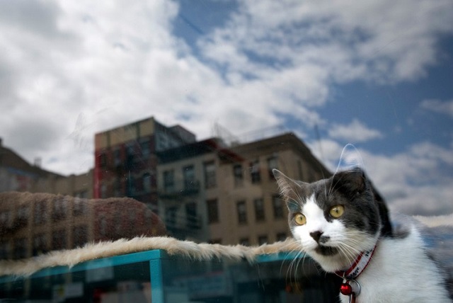 a cat looks out of a cat cafe in new york photo reuters