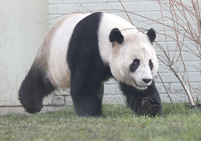 brown pandas have only been seen in the wild on a handful of occasions and qi zai is the only one in captivity photo reuters brown pandas have only been seen in the wild on a handful of occasions and qi zai is the only one in captivity photo reuters