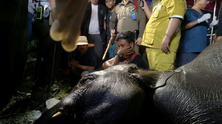 the mahout c of 10 year old elephant named 039 lucky 039 wildlife volunteers and police surround the animal 039 s body in samut prakhan province south of bangkok in a photo taken by civilian volunteer charity ruamkatanyu on september 14 2018   photo afp