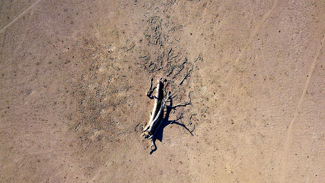 a dead tree lies in a drought effected paddock in new south wales photo reuters a dead tree lies in a drought effected paddock in new south wales photo reuters