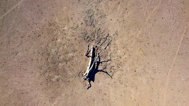 a dead tree lies in a drought effected paddock in new south wales photo reuters a dead tree lies in a drought effected paddock in new south wales photo reuters