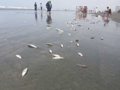 hundreds of dead fish wash ashore on karachi s sea view beach