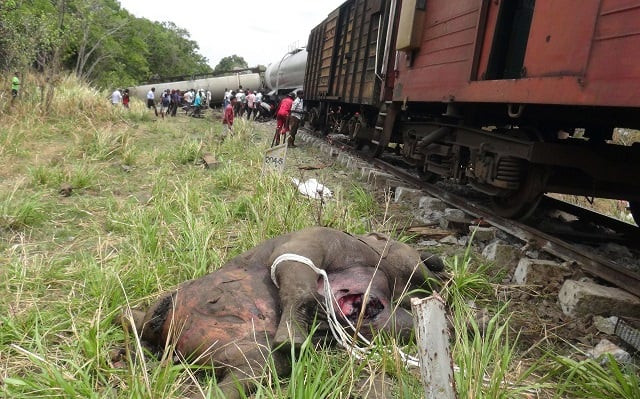 the body of an elephant is pictured next to a train that hit it near habarana some 180 kilometres northeast of the capital colombo on september 18 2018 a train transporting oil in eastern sri lanka hit and killed two baby elephants and their pregnant mother on september 18 police said the second jumbo tragedy in a month photo afp the body of an elephant is pictured next to a train that hit it near habarana some 180 kilometres northeast of the capital colombo on september 18 2018 a train transporting oil in eastern sri lanka hit and killed two baby elephants and their pregnant mother on september 18 police said the second jumbo tragedy in a month photo afp