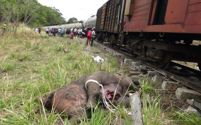 the body of an elephant is pictured next to a train that hit it near habarana some 180 kilometres northeast of the capital colombo on september 18 2018   a train transporting oil in eastern sri lanka hit and killed two baby elephants and their pregnant mother on september 18 police said the second jumbo tragedy in a month photo afp