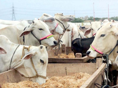 rahim yar khan s cattle at grave risk rahim yar khan s cattle at grave risk