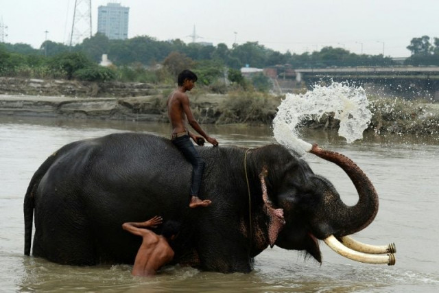 delhi is no longer a suitable home for elephants and authorities have ordered the seizure of the last six left in the polluted city photo afp delhi is no longer a suitable home for elephants and authorities have ordered the seizure of the last six left in the polluted city photo afp