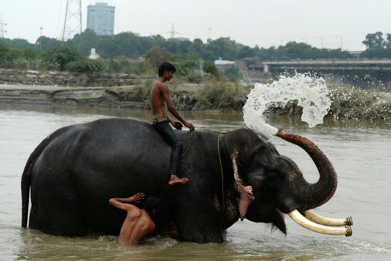 delhi s last elephants await marching orders