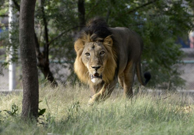 listed as critically endangered in 2000 wild asiatic lions reside only in one indian forest photo afp listed as critically endangered in 2000 wild asiatic lions reside only in one indian forest photo afp