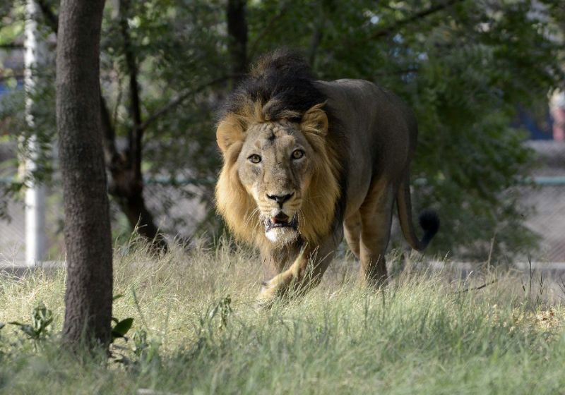 listed as critically endangered in 2000 wild asiatic lions reside only in one indian forest photo afp