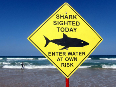 australia kills three sharks after tourist attacks australia kills three sharks after tourist attacks