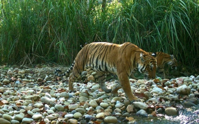 wild tiger population nearly doubles in nepal