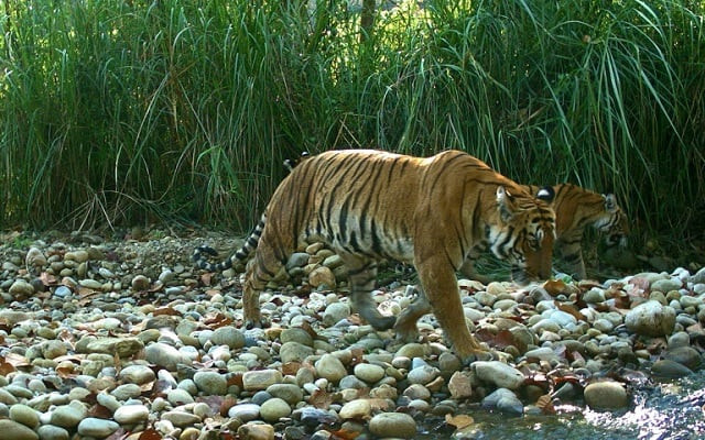 the wild tiger population in nepal was counted as 235 in a survey carried out this year double that in 2009 photo afp