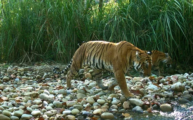 the wild tiger population in nepal was counted as 235 in a survey carried out this year double that in 2009 photo afp the wild tiger population in nepal was counted as 235 in a survey carried out this year double that in 2009 photo afp
