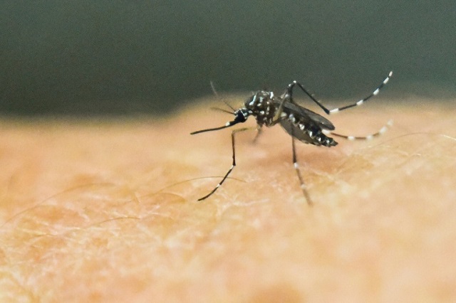 an aedes aegypti mosquito on human skin scientists have succeeded for the first time in wiping out an entire population of the malaria carrying insect using quot gene editing quot to programme their extinction afp