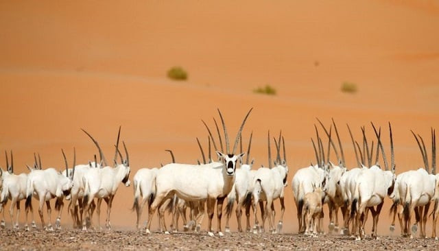 arabian oryx in the desert photo afp arabian oryx in the desert photo afp