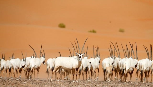 arabian oryx in the desert photo afp