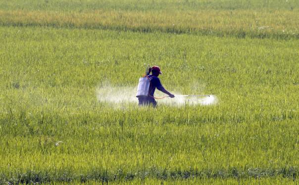 a farmer sprays liquified fertiliser over a rice field photo reuters