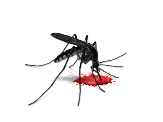 stock image of a mosquito photo stock image