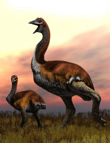 big bird one species of elephant bird stood over three metres tall and could weigh as much as a fully grown giraffe photo afp big bird one species of elephant bird stood over three metres tall and could weigh as much as a fully grown giraffe photo afp