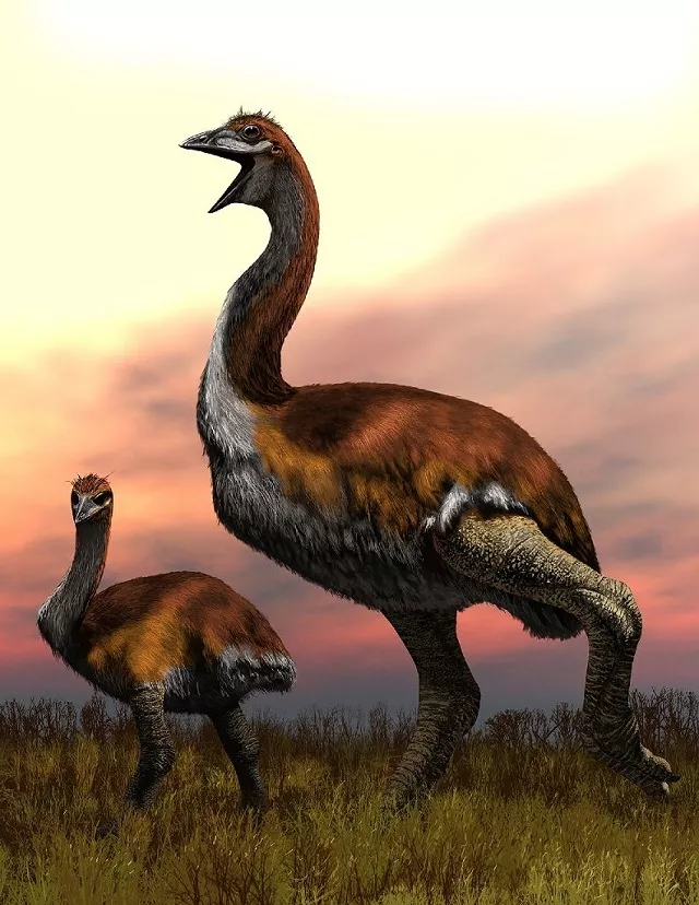 big bird one species of elephant bird stood over three metres tall and could weigh as much as a fully grown giraffe photo afp big bird one species of elephant bird stood over three metres tall and could weigh as much as a fully grown giraffe photo afp