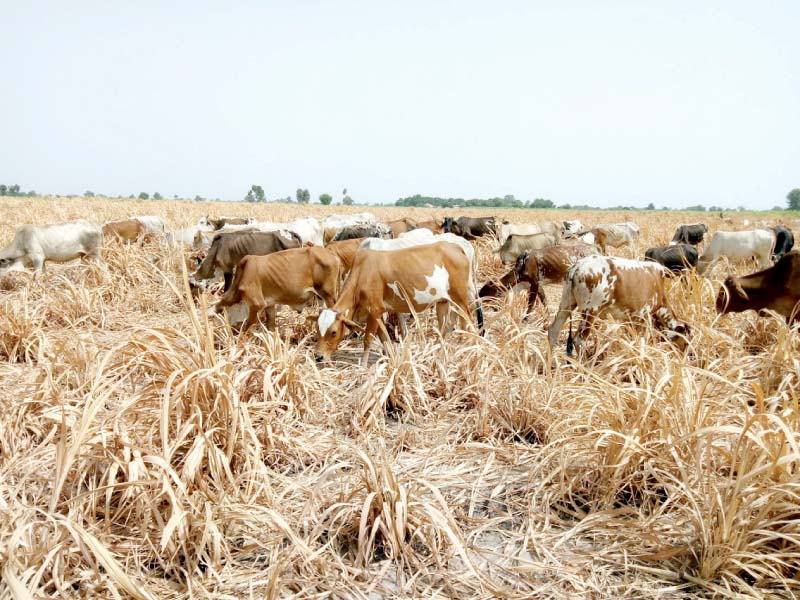 cows graze in a dried up field in rahim yar khan photo express