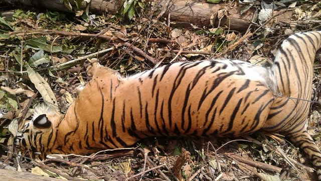 the carcass of a critically endangered sumatran tiger which died after being caught in a pig trap near pekanbaru on the island of sumatra photo afp the carcass of a critically endangered sumatran tiger which died after being caught in a pig trap near pekanbaru on the island of sumatra photo afp