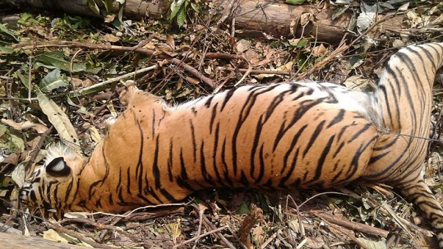 the carcass of a critically endangered sumatran tiger which died after being caught in a pig trap near pekanbaru on the island of sumatra photo afp