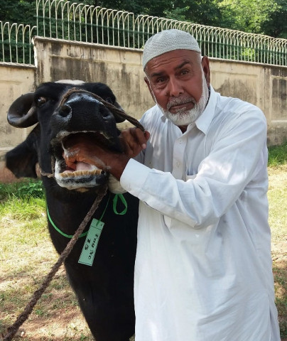 a man checks a buffalo during an auction held on the premises of the prime minister house on september 27 2018 photo afp a man checks a buffalo during an auction held on the premises of the prime minister house on september 27 2018 photo afp
