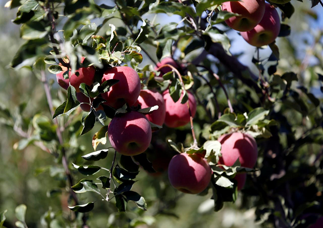 apples are seen hanging from a branch photo reuters