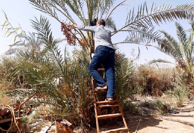 iraq 039 s date palms are under threat from conflict and drought photo afp