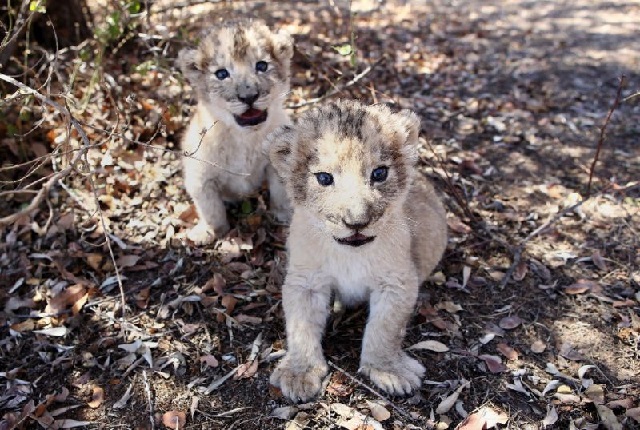 the world 039 s first lion cubs born through artificial insemination victor and isabel at a conservation center outside south african capital pretoria photo afp