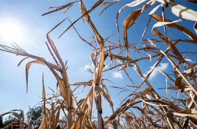 a study from un led scientists warns that even capping global warming at an ambitious 1 5 degree celsius is not enough photo afp a study from un led scientists warns that even capping global warming at an ambitious 1 5 degree celsius is not enough photo afp