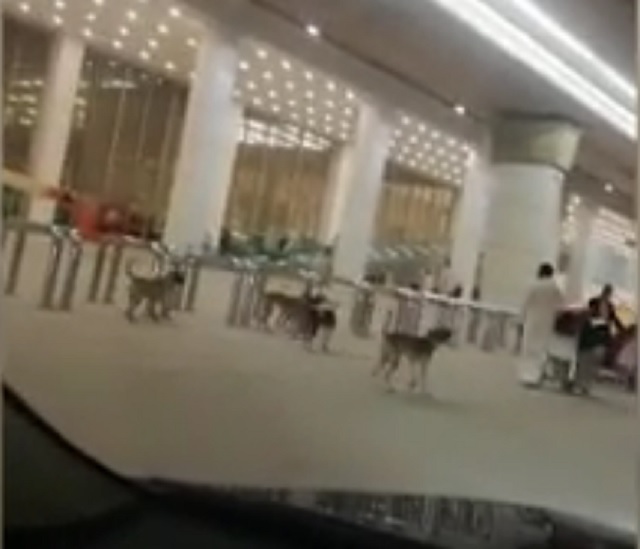 stray dogs can been seen wandering in new islamabad airport 039 s lounge screengrab