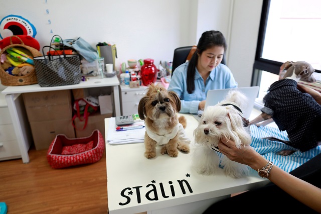 refile   correcting name dogs are seen on anusara 039 s desk as she works in a office of a digital advertising agency which promotes bring your dog to work in bangkok thailand photo reuters