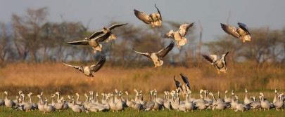 migratory waterfowl return to province