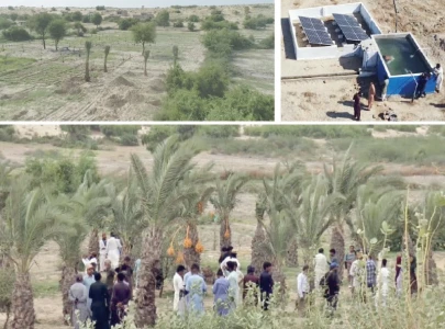 date palm cultivation in thar proves fruitful date palm cultivation in thar proves fruitful