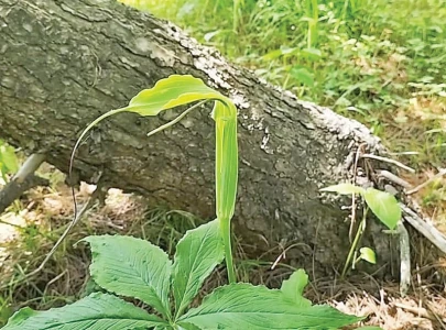 cobra like plant captivates tourists in sharan forest cobra like plant captivates tourists in sharan forest