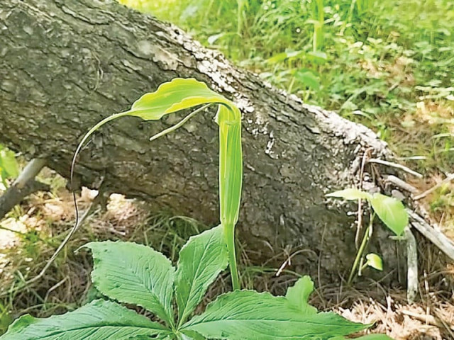a view of a cobra like plant which has become a major attraction for tourists people from pakistan and abroad visit sharan forest to escape the sweltering heat during summer in the cities photos express a view of a cobra like plant which has become a major attraction for tourists people from pakistan and abroad visit sharan forest to escape the sweltering heat during summer in the cities photos express