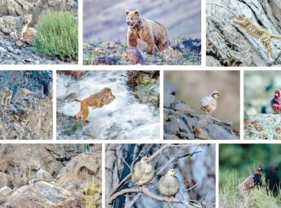 punjab to establish wildlife courts punjab to establish wildlife courts