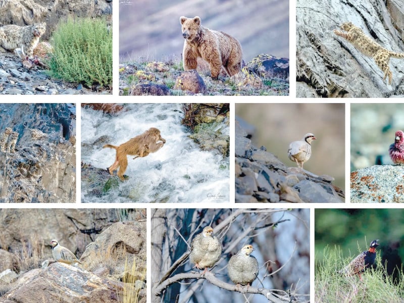 the photographs not only capture the splendour of the wildlife but also underscore the critical need for continued conservation efforts photos express