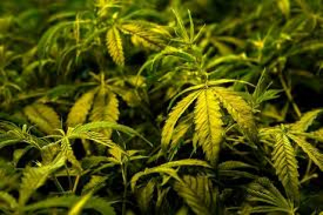 indian expat jailed for growing cannabis in dubai home photo afp indian expat jailed for growing cannabis in dubai home photo afp