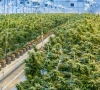 cannabis control body plans rs200m renovation