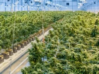 cannabis control body plans rs200m renovation